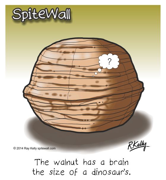 walnut